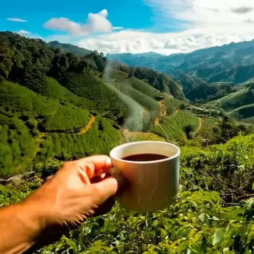 taza de café